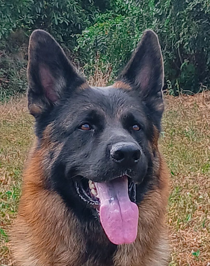 Spada Von Angelius Team