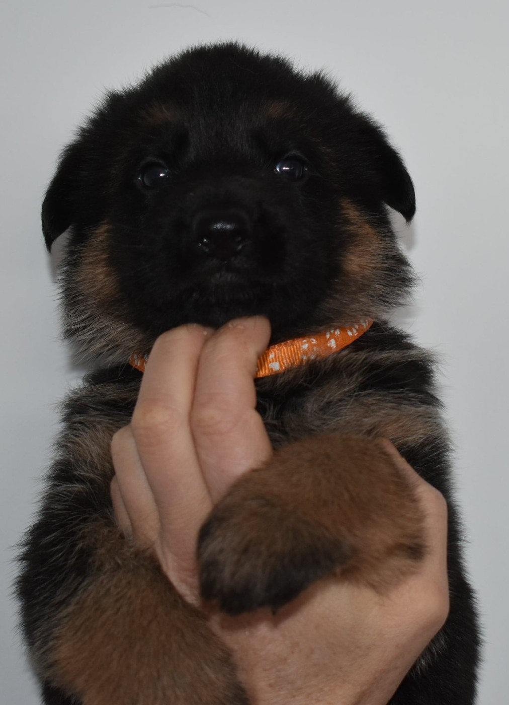 BEBES NES le 29 DECEMBRE !!! Réservations possibles pour 2 MALES