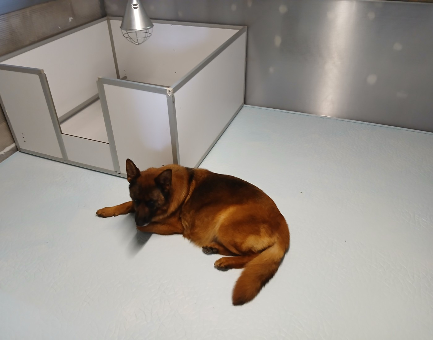 CHIOTS à NAITRE vers le 2 JUILLET : Réservations ouvertes
