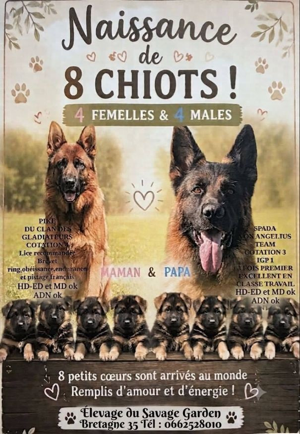 ALBUM PHOTOS des 8 bébés voir rubrique "GALERIE" - Départs bientot !!!!