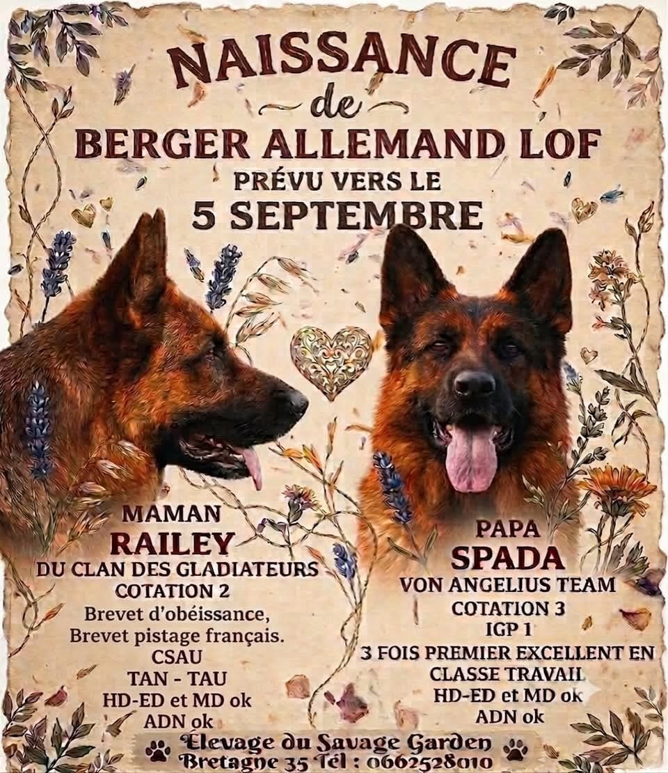 CHIOTS à NAITRE vers le 5 Septembre