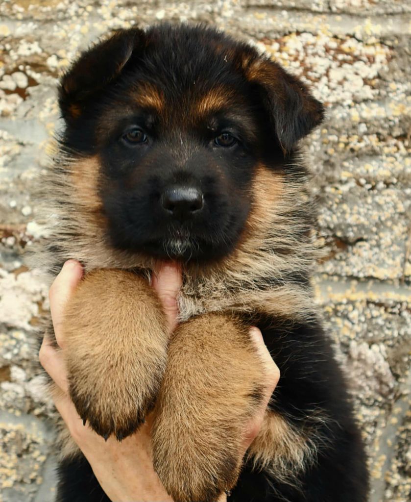 1 CHIOT MALE DISPO !!!