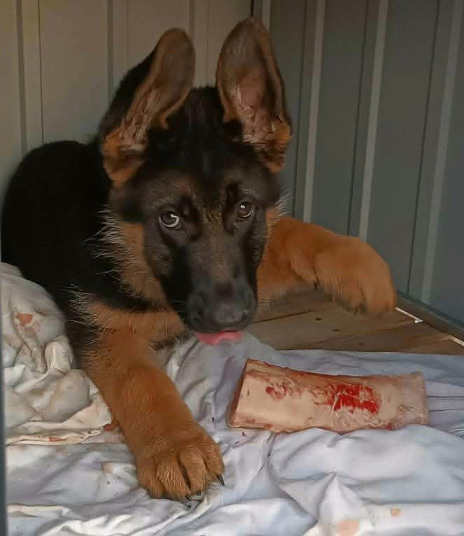 ARKAN de Savage Garden