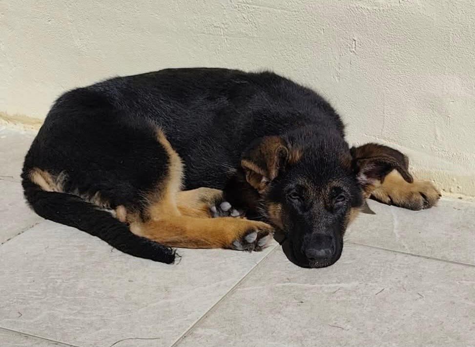 AIKA de Savage Garden