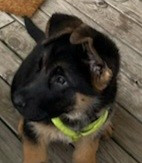 ARY de Savage Garden