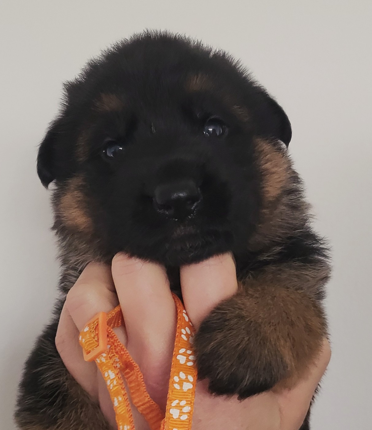 du Savage Garden - Chiots disponibles - Berger Allemand