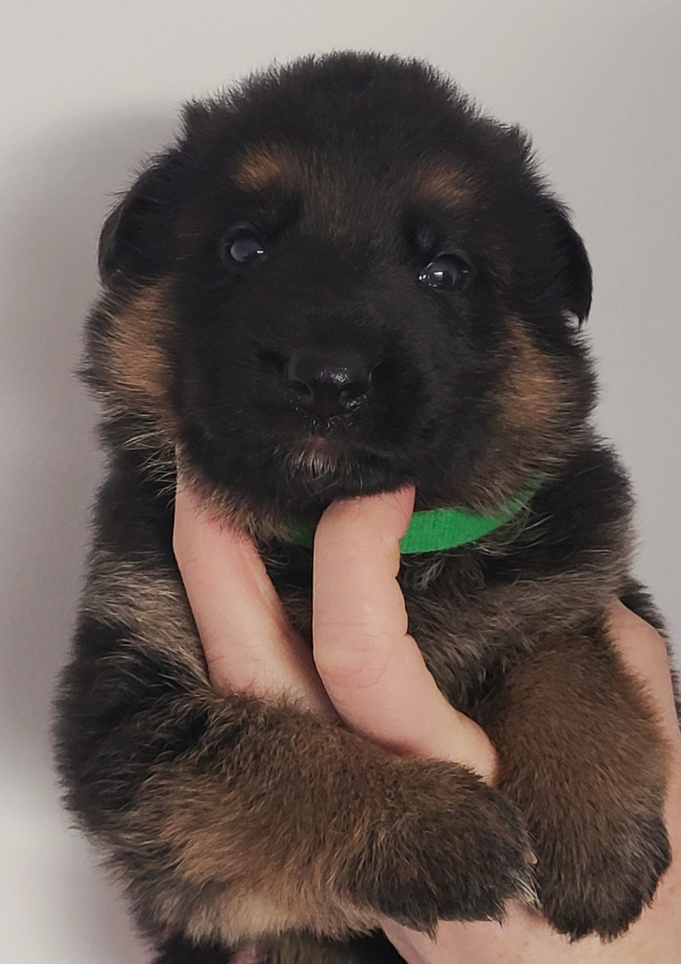 du Savage Garden - Chiots disponibles - Berger Allemand