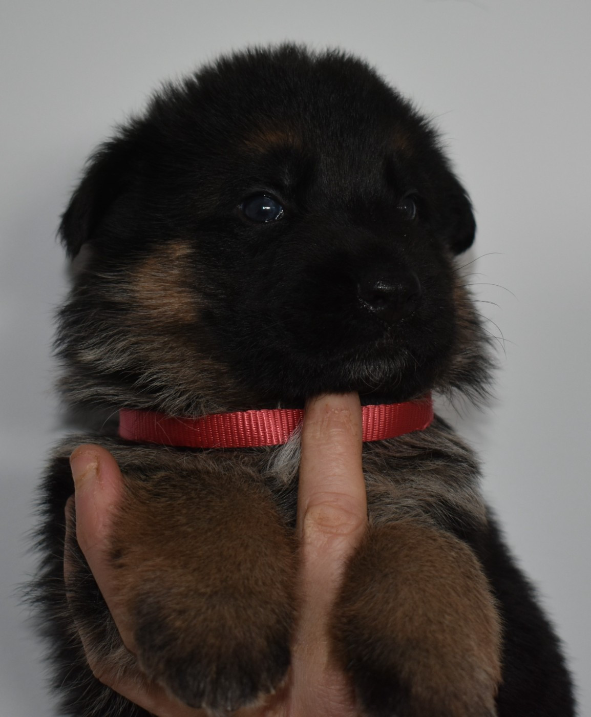 du Savage Garden - Chiots disponibles - Berger Allemand