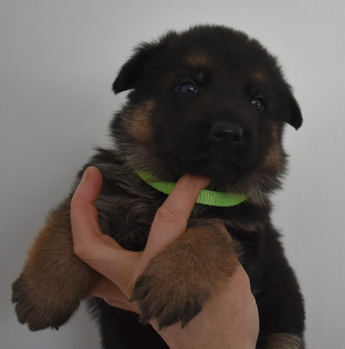 du Savage Garden - Chiots disponibles - Berger Allemand