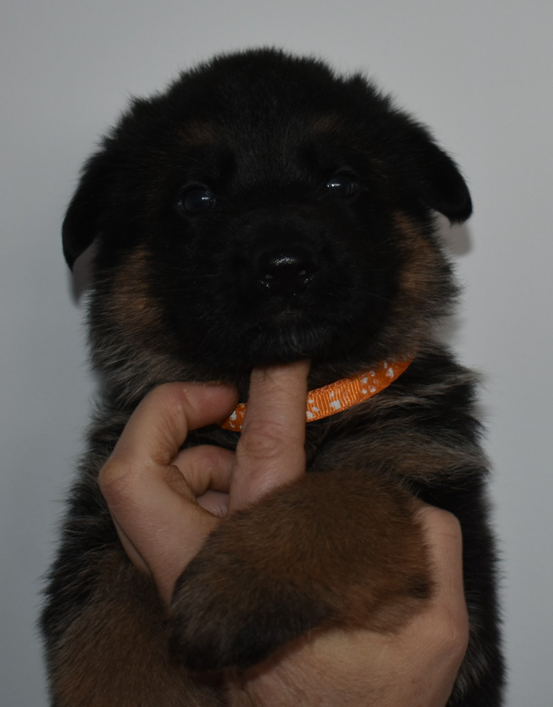 Chiot Berger Allemand du Savage Garden