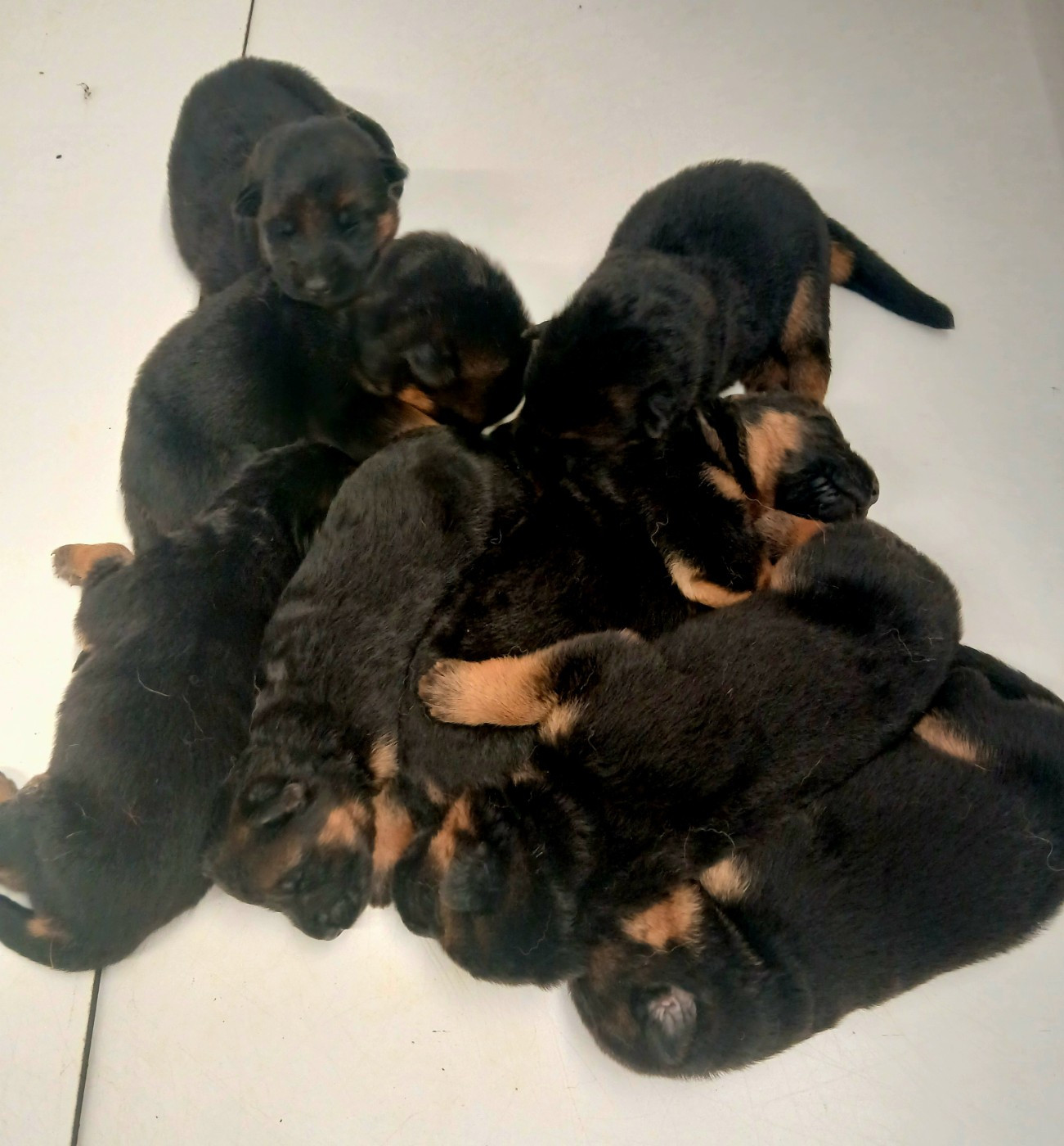 du Savage Garden - Chiots disponibles - Berger Allemand