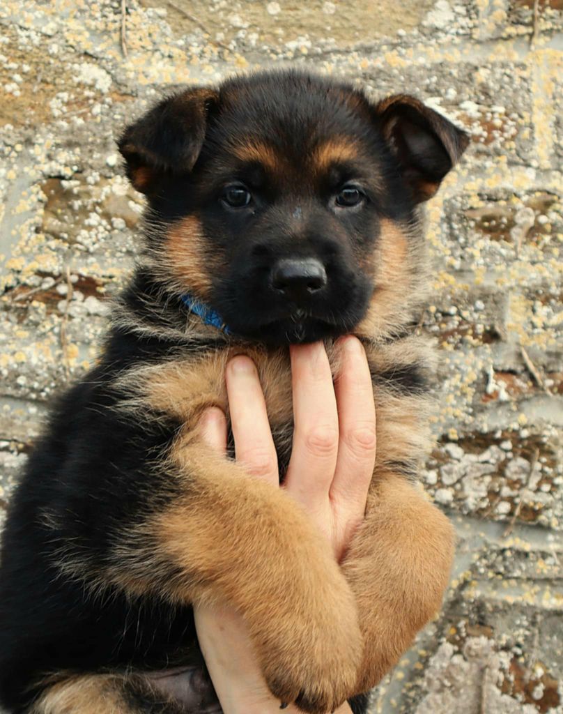 Athos Chiot 3 collier BLEU