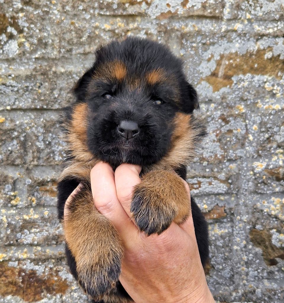 du Savage Garden - Chiots disponibles - Berger Allemand