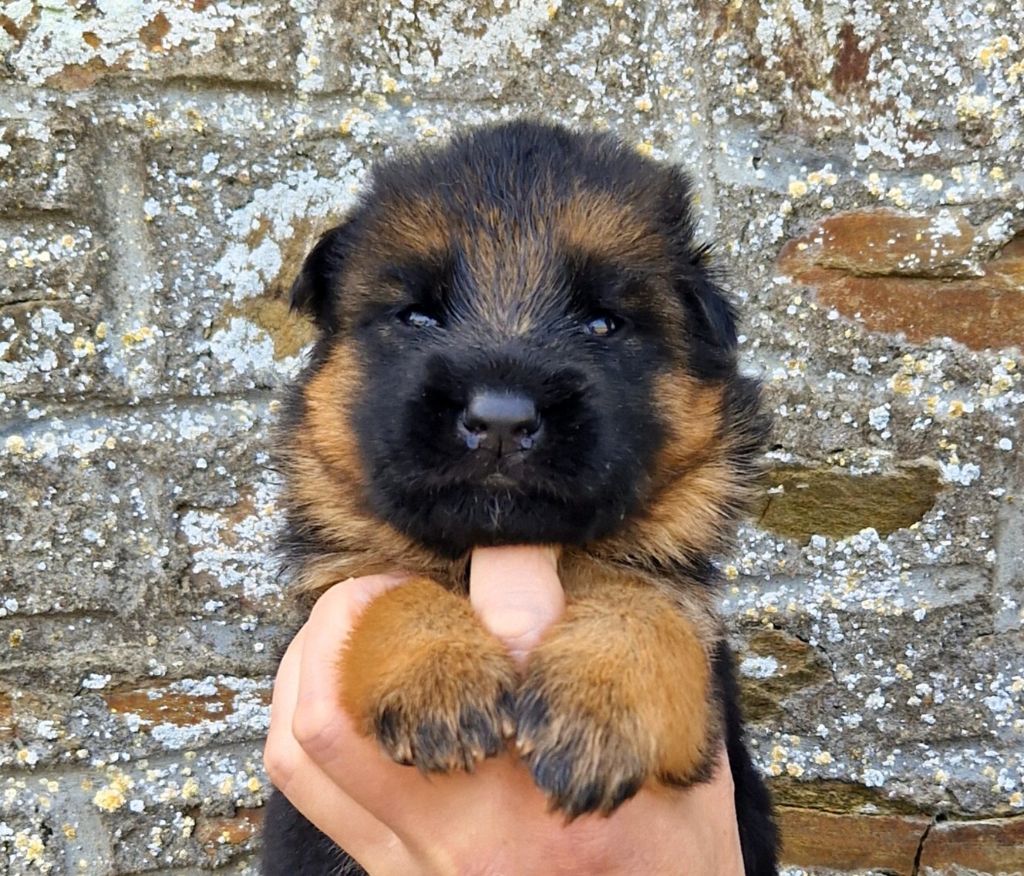 du Savage Garden - Chiots disponibles - Berger Allemand