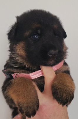 CHIOT 1 Femelle collier ROSE