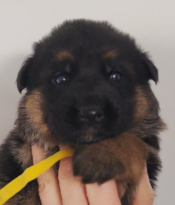 CHIOT 3 FEMELLE collier Jaune