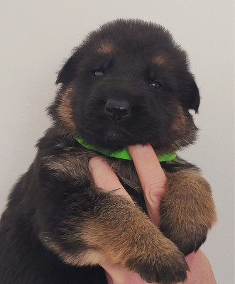 CHIOT 7 MALE collier VERT Fluo