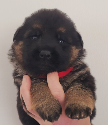 CHIOT 4 MALE collier Rouge