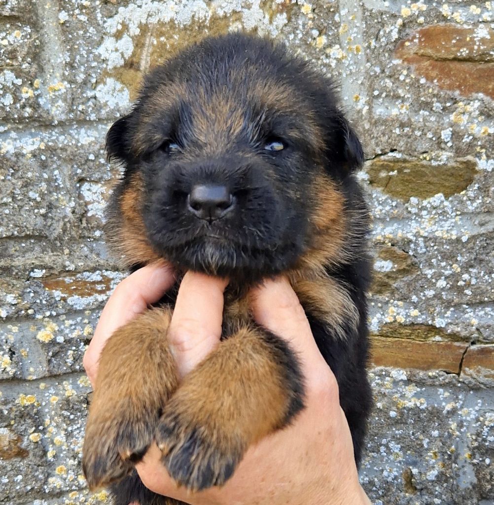 du Savage Garden - Chiots disponibles - Berger Allemand