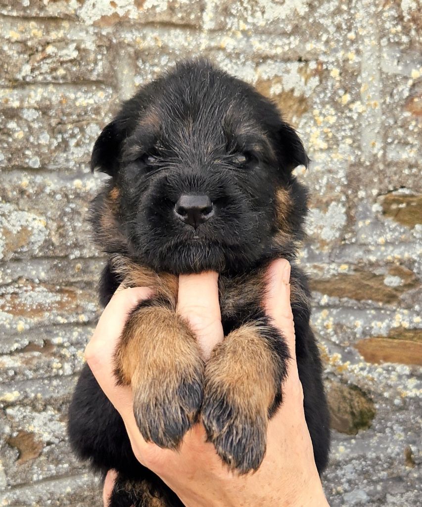 du Savage Garden - Chiots disponibles - Berger Allemand
