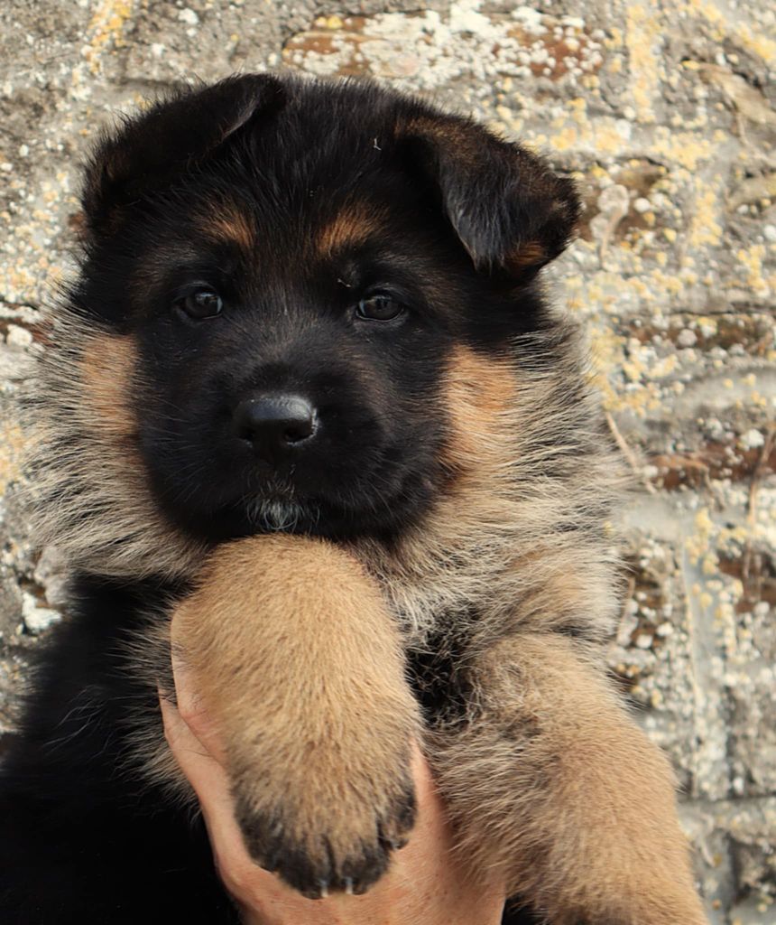 du Savage Garden - Chiots disponibles - Berger Allemand