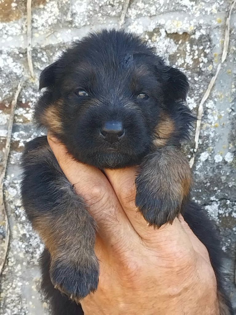 du Savage Garden - Chiots disponibles - Berger Allemand